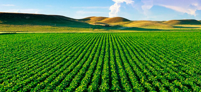 Un campo de cultivo